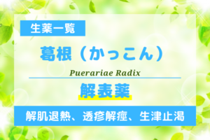 葛根（かっこん）