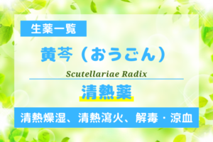 黄芩（おうごん）