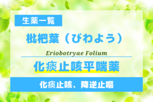 枇杷葉（びわよう）