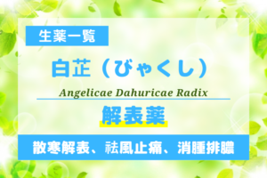 白芷（びゃくし）