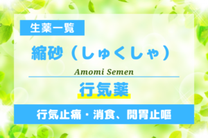 縮砂（しゅくしゃ）