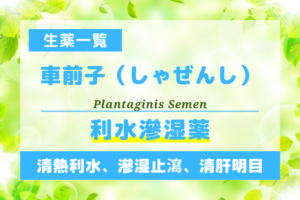 車前子（しゃぜんし）